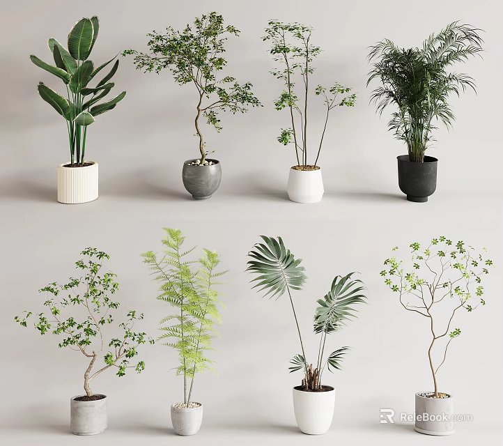 Various Bonsai Potted Plants With Different Green Leaves And Ceramic Pots For Home Decor 3d model 