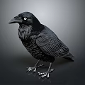 Realistic Black Crow with Detailed Feathers Sharp Claws and Shiny Eyes isolated on Gray Background