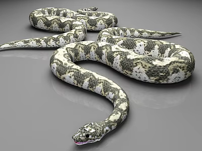 Detailed Black And White Coiled Snake 3D Model On Gray Background 3d model