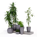 Green Leafy Bonsai and Potted Plants with Gray Ceramic Pots on Stone Stand