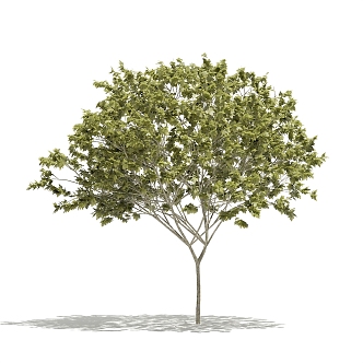 Plant Tree Outdoor Landscape Tree Garden Landscape Tree 3d model