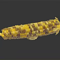 Fresh Multicolored Corn Ear with Yellow Purple and Brown Kernels on Black Background