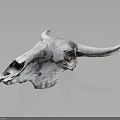 Detailed Bovine Skull With Textured Surface And Reflection On Dark Background 3d model