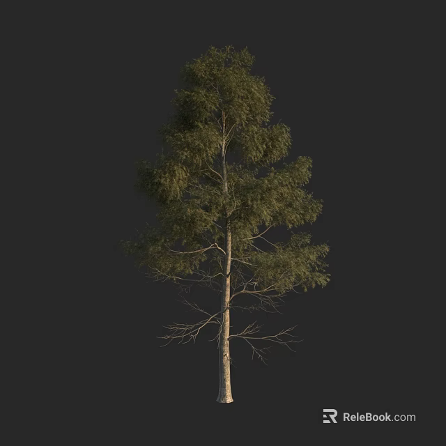 Tall Arbor with Straight Trunk and Green Leafy Canopy against Black Background 3d model 