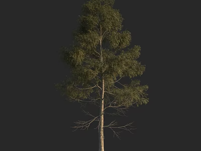 Tall Arbor with Straight Trunk and Green Leafy Canopy against Black Background 3d model
