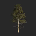 Tall Arbor with Straight Trunk and Green Leafy Canopy against Black Background