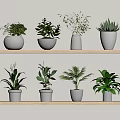 Indoor Bonsai Potted Plants on Wooden Shelves with White Pots and Green Foliage