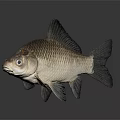 Common Freshwater Fish With Scaled Grayish Brown Body Fins And Reflection On Gray Background