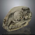 Detailed Animal Skull Organ Anatomy With Bone Structure Eye Socket And Teeth