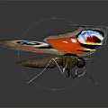 Vibrant Colorful Orange Butterfly With Blue Red Eye Spots On Beautiful Open Wings