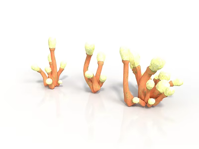 Coral Shaped Plants With Orange Stems And White Yellow Tips On White Background 3d model
