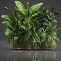 Different Types of Green Tropical Plants In Brown Planter With Lush Foliage