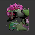 Vibrant Pink Blooming Hydrangea Plant With Lush Green Leaves On Dark Background
