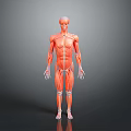 Detailed Human Limbs Muscular Anatomy 3D Model With Visible Muscle Structure