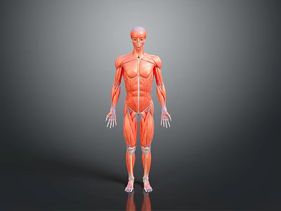 Detailed Human Limbs Muscular Anatomy 3D Model With Visible Muscle Structure 3d model