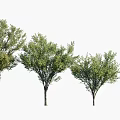 Arbor Trees in Various Sizes with Human Silhouette for Size Comparison 3d model