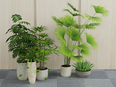 Lush Green Leafy Bonsai Potted Plants In Different Ceramic Pots Indoor 3d model