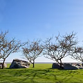 Natural Plant Combination with Leafless Trees Large Rocks and Green Grass Under Blue Sky