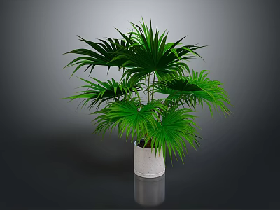 Green Palm Plant With Large Green Leaves In White Pot On Dark Background 3d model
