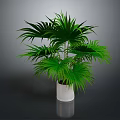 Green Palm Plant With Large Green Leaves In White Pot On Dark Background