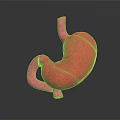 Human Abdominal Organ Stomach Anatomical Structure 3D Rendering Medical Visualization Model 3d model