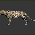Leopard 3D Model in Standing Pose with Spotted Fur and Reflective Background 3d model