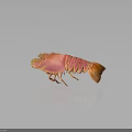 Vibrant Pink Spiny Lobster With Orange Claws Isolated On Dark Background