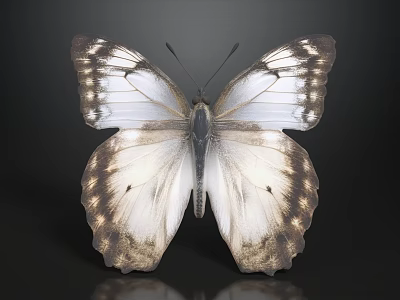 White And Brown Butterfly With Detailed Wing Patterns On Black Background 3d model