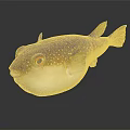 Pufferfish With Brown Spotted Body White Belly Orange Eyes And Yellow Fins On Dark Background