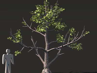 Tall Tree With Green Leaves And Brown Trunk Beside Gray Human Silhouette 3d model