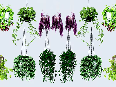 Various Hanging Basket Plants With Lush Green Leaves Trailing Vines And Purple Foliage 3d model