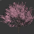 Beautiful Pink Flowering Shrub with Dark Trunk Isolated on White Background