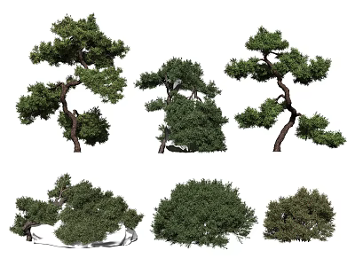 Various Shaped Ornamental Trees With Lush Green Foliage And Curved Branches 3d model
