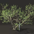 Lush Green Tree With Thick Trunk And Standing Person In Dark Background 3d model