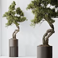 Indoor Bonsai Trees with Twisted Trunks in Gray Cylindrical and White Pots 3d model