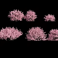 Six Beautiful Trees With Vibrant Pink Blossoms Against Black Background