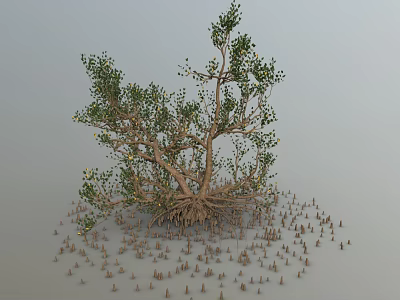 Mangrove Plants Trees Marine Forests Mangrove Plants Wetlands Woody Plants Shrubs Trees 3d model