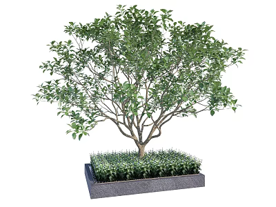 Square Tree Pit With Lush Green Tree And Surrounding Grass Plants 3d model
