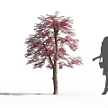Red Leaf Tree with Woman Silhouette Wearing High Heels and Handbag Outdoor