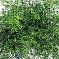 Hanging Basket Plants With Lush Green Trailing Foliage For Home Decor