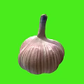 Fresh Whole Garlic Bulb With Purple Stripes On Bright Green Background