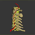 3D Rendered Spinal Column Structure Showing Vertebrae Discs And Nerves