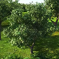 Natural Outdoor Plant Combination With Green Grass Trees And Low Shrubs