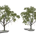 Two Lush Arbor Trees With Green Foliage And White Platform Bases