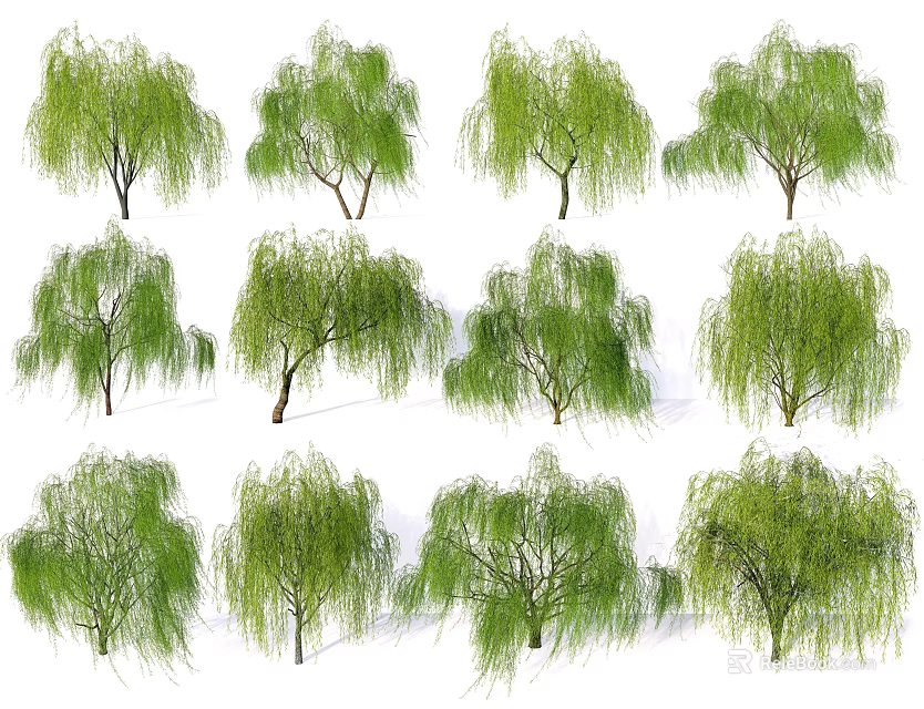 Weeping Willow Trees in Various Forms With Lush Green Foliage for Landscaping 3d model 