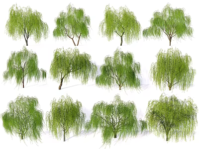 Weeping Willow Trees in Various Forms With Lush Green Foliage for Landscaping 3d model