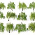 Weeping Willow Trees in Various Forms With Lush Green Foliage for Landscaping