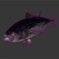 Vibrant Tuna Aquatic Animal Showing Blue Purple Body And Yellow Fins