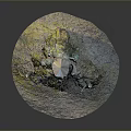 Natural Tree Stump with Exposed Roots and Green Moss on Forest Ground