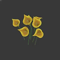 Stunning Yellow Calla Lilies Cluster with Green Stems on Dark Backdrop
